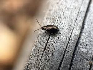 uploads/images/pest/sesame weevil.jpg